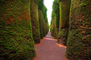 Alley in the cemetery of Punta Arenas, with beautiful green garden decoration, against a sunny sky.