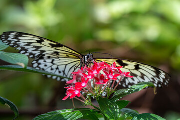 butterfly on a flower in summer day