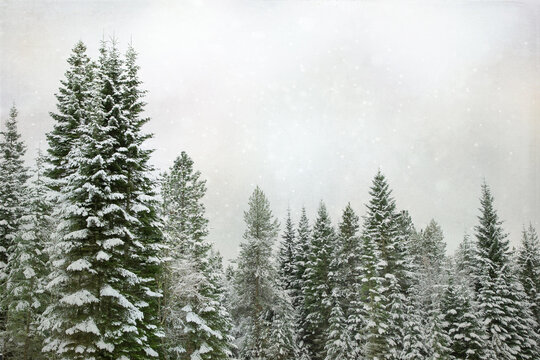 Original textured winter photograph of a stand of snow covered evergreen and fir trees in the falling snow 