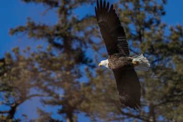 Bald Eagle in Eleven Mile Canyon