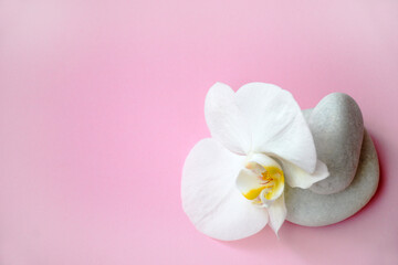 Flat lay composition with white spa stones and beautifull white orchid with space for text on pink background. Meditation and minimalism. copyspase flatlay.