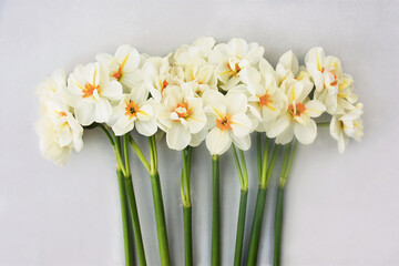 Spring blossoming yellow and white daffodils posy, springtime blooming narcissus (jonquil) flowers bouquet