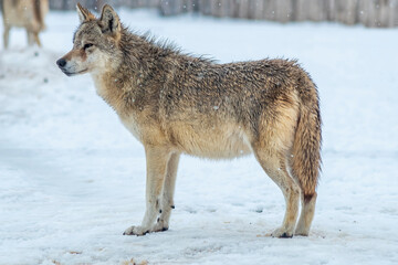 Fototapeta na wymiar A lone Grey Wolf Canis lupus in the winter snow