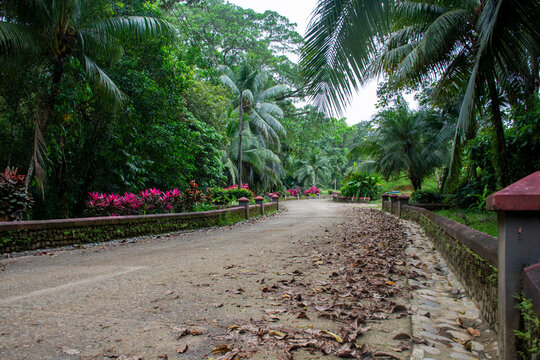 huerta, la palma, naturaleza, &aacute;rbol, aparcar, tropical, carretera, camino, &aacute;rbol, verde, paisaje, verano, playa, viajando, cielo, bosque, c&eacute;sped, acera, palmera, la palma, isla, diurna, camino, camino