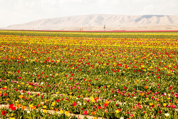 beautiful garden of tulip. Summer sun and flower garden 