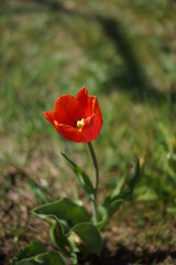 Obraz premium Tulips in detail.