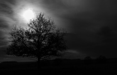 Fototapeta na wymiar lone beech tree silhouetted against a moody cloudy winter sky