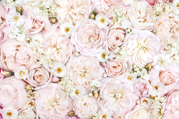 Delicate blossoming white and light pink flowers, blooming roses  festive background, wedding...