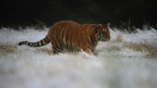 Siberian tiger (Panthera tigris altaica) running over a field covered by a snow