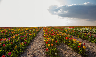 Fototapeta na wymiar beautiful garden of tulip. Summer sun and flower garden 