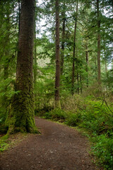 HIkig trail through forest leading to coast in Oregon
