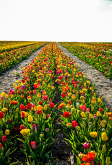 beautiful garden of tulip. Summer sun and flower garden 
