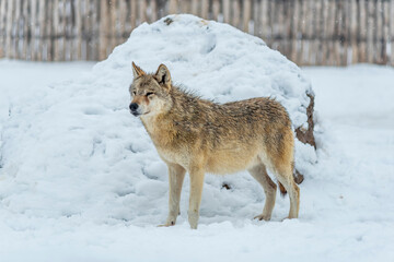 A lone Grey Wolf Canis lupus in the winter snow