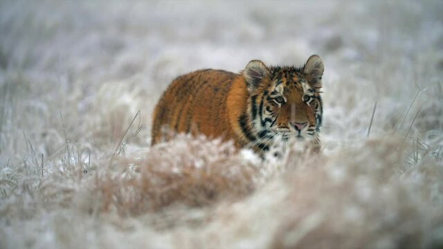 Young female Siberian tiger (Panthera tigris altaica) on the hunt. Slow motion. Fields in winter covered with snow. Wild animal.