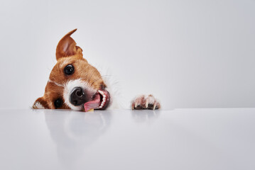 Jack Russell terrier dog eat meal from table. Funny dog portrait with tongue on white background