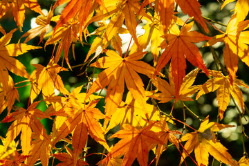 Sunlight through autumn maple leaves