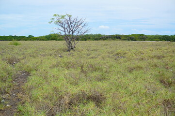 tree in the field