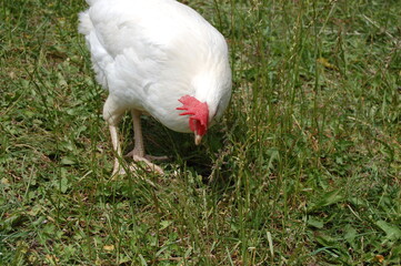 White chicken on a farm.