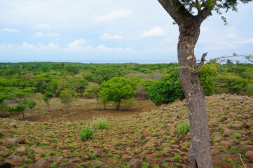 vineyard in region country