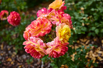 Beautiful perfect colorful roses in close-up.