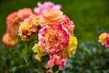 Beautiful perfect colorful roses in close-up.