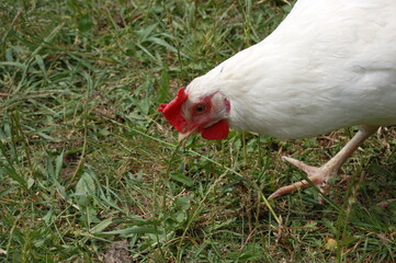 White chicken on a farm.