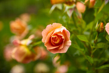 Beautiful perfect colorful roses in close-up.