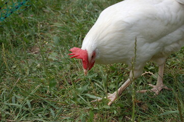 White chicken on a farm.