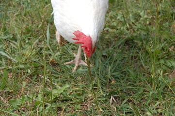 White chicken on a farm.