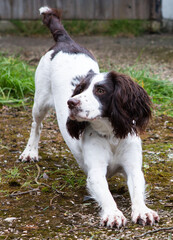 english springer spaniel