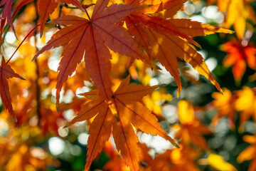 Sunlight through autumn maple leaves