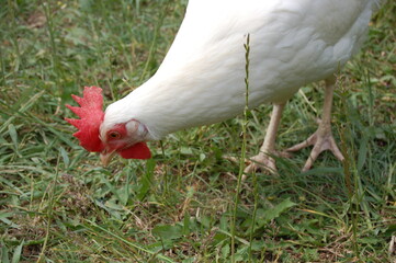 White chicken on a farm.
