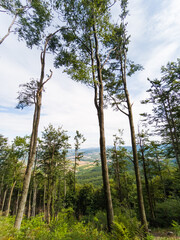 The trail to the Chelmiec Mountain - Walbrzych City - Poland