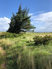 Windblown pine tree in the field, Færker Odde, island of Fur, Denmark