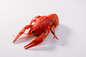 Boiled red crayfish on a white background