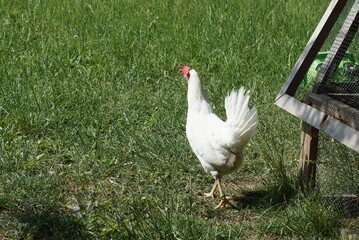 White chicken on a farm.