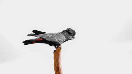 Red-tailed black cockatoo - Bright & Simple © Jessica Barbarino