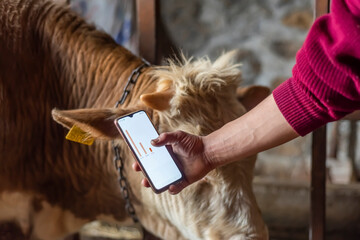 Smart Agritech livestock farming. Hands using a smartphone and statistics from ear tag on a smartphone app in a modern barn. White text space on smart phone - obrazy, fototapety, plakaty