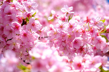 Fototapeta na wymiar 河津桜 Kawazu cherry blossoms