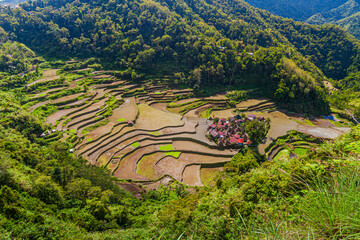 Fototapeta na wymiar Kinakin rice farming village near Banaue, Luzon island, Philippines