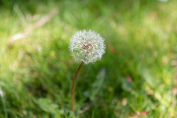 dandelion on grass