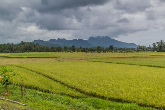 Landscape of rice fields on Panay island, Philippines