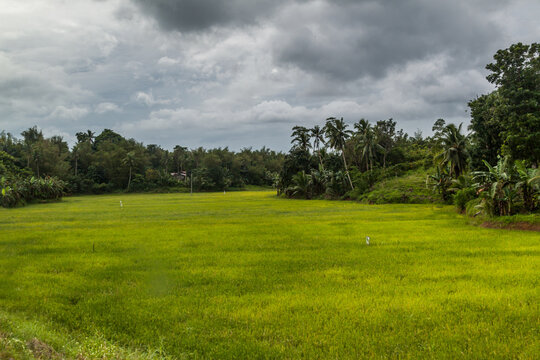 Landscape Of Rice Fields On Panay Island, Philippines