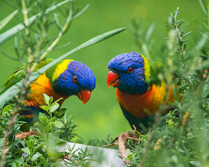 rainbow lorikeet parrot