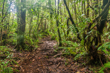 Hiking trail to Mount Talinis, Negros island, Philippines