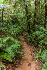 Hiking trail to Mount Talinis, Negros island, Philippines