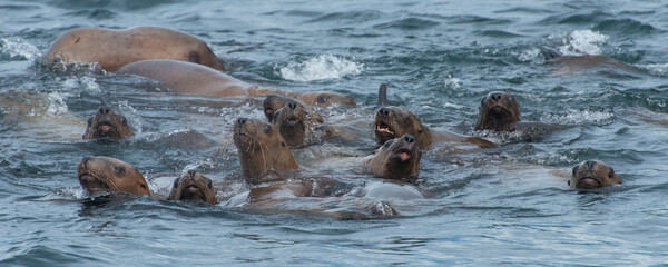 Curious Sea Lions, Alaska