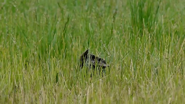 a red breasted bird or sturnella loyca in search of food hidden in the middle of long grasses from far away and quiet