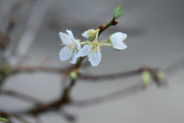 The plum blossom is one of the most beloved flowers in China and has been frequently depicted in Chinese art and poetry. Its edible spicy sweet scented flower consist of white umbels with five petals.