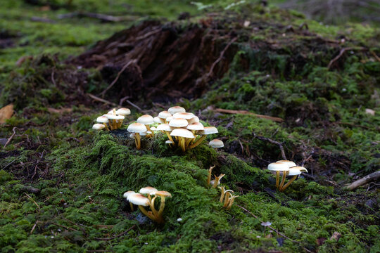 Pilze im Wald